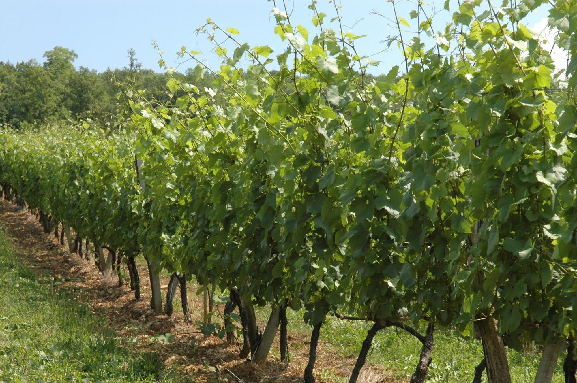Maison Chaleureuse A Eringes Avec Jardin Et Parking Inclus Εξωτερικό φωτογραφία